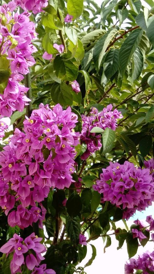 L'Hibiscus Chambre D'Hote Αβινιόν Εξωτερικό φωτογραφία